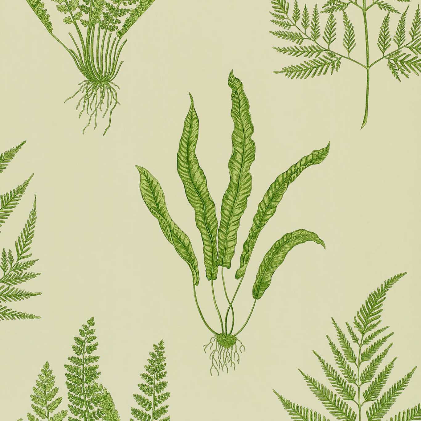 Обои Woodland ferns от Sanderson