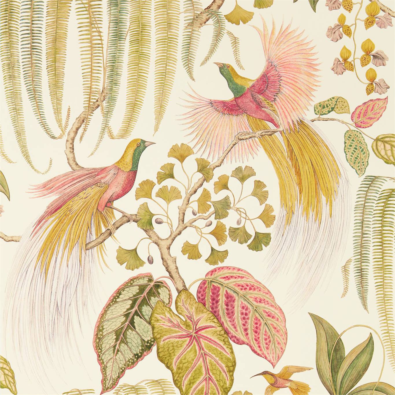 Обои Bird of Paradise от Sanderson
